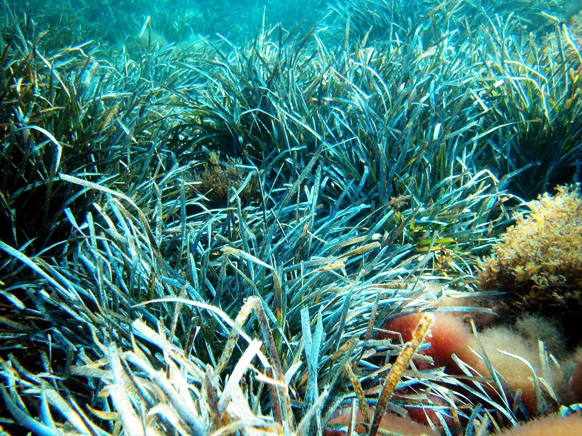 1200px-Posidonia_2_Alberto_Romeo.jpg