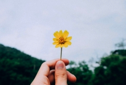 510000146_flor_amarilla_en_la_mano.jpg