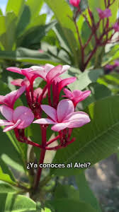 Alelí.jpg