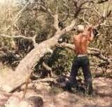 arbol caido.jpg