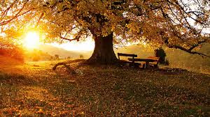 ÁRBOL.jpg