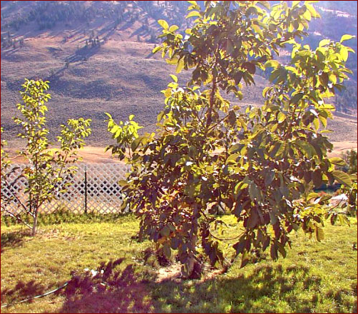 Arbol-satisfecho.png