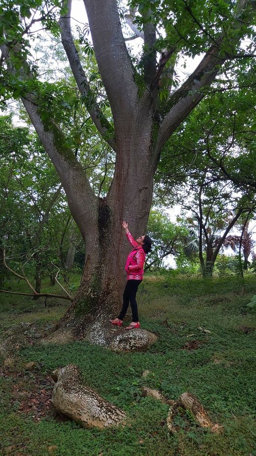 arbol y yo.jpg