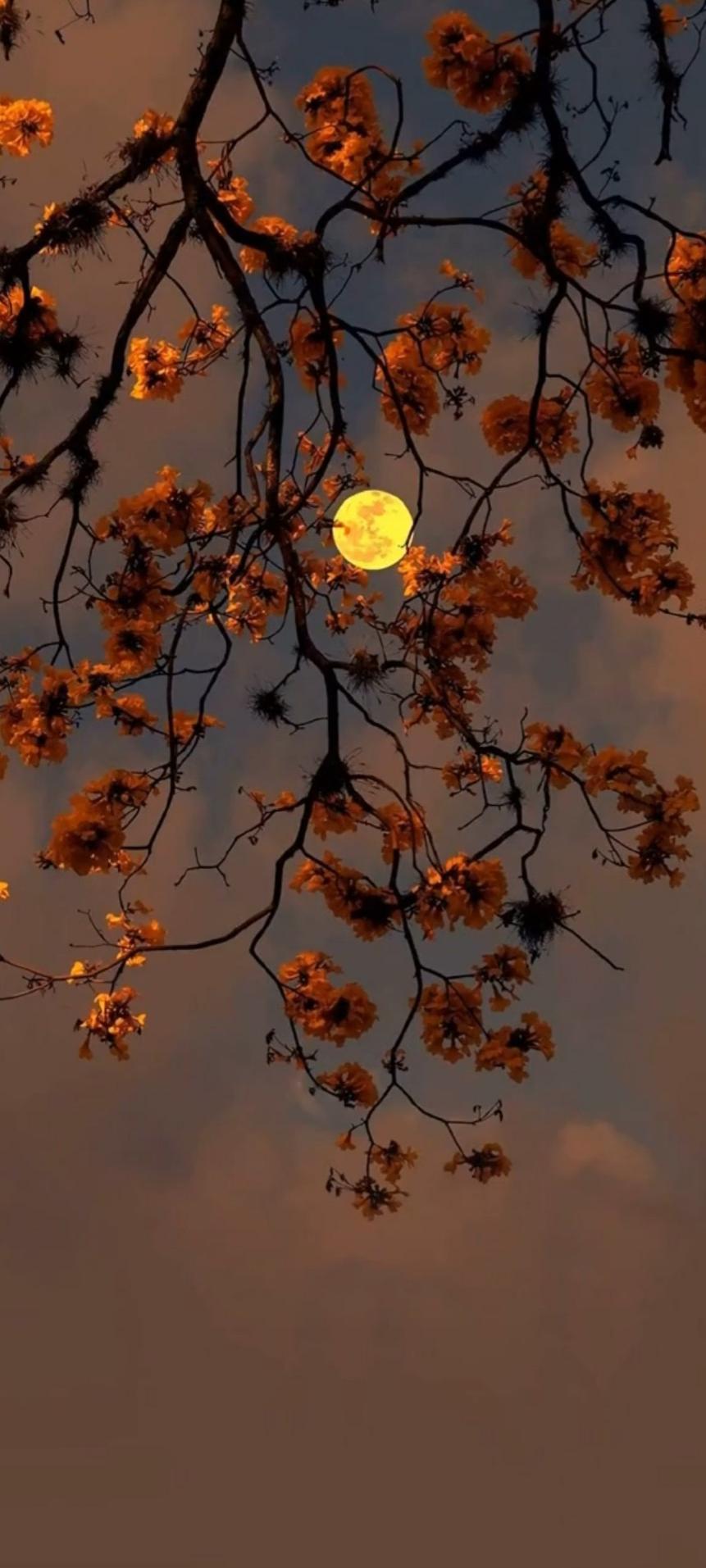 Autumn moon.jpg