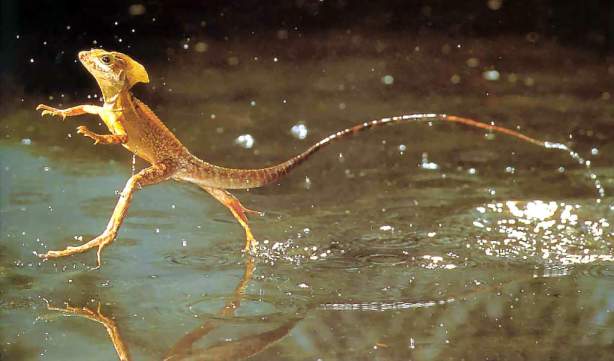 basilisco_el_lagarto_que_corre_sobre_agua.jpg
