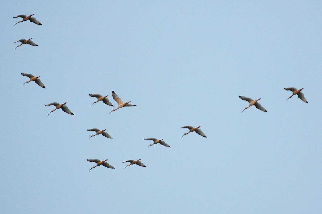 birds.jpg