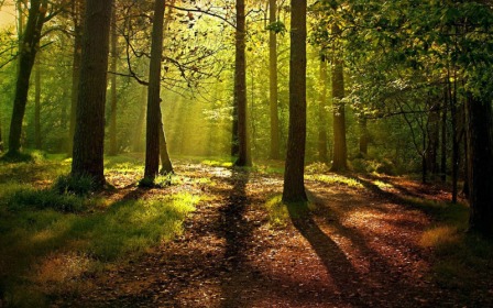 Bosque.jpg