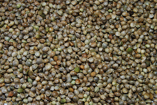 Cagnamon-semilla-de-Cannabis.png