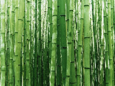 cañas verdes.jpg