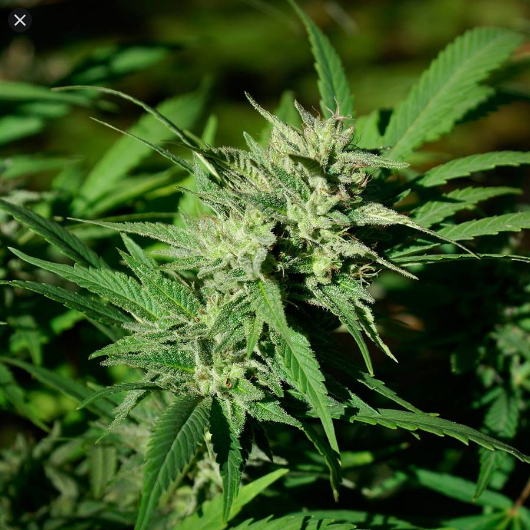 Cannabis-Sativa.png
