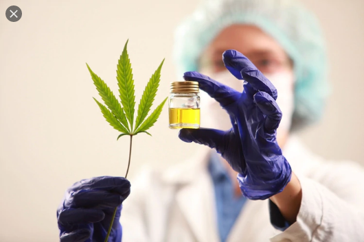 Cannabis-Terapia.png