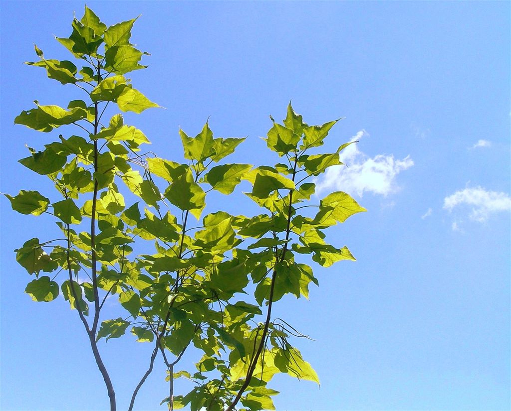 Catalpa corregida 2.JPG
