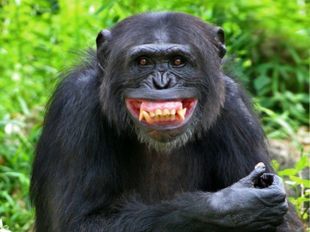 chimpance-riendo.jpeg