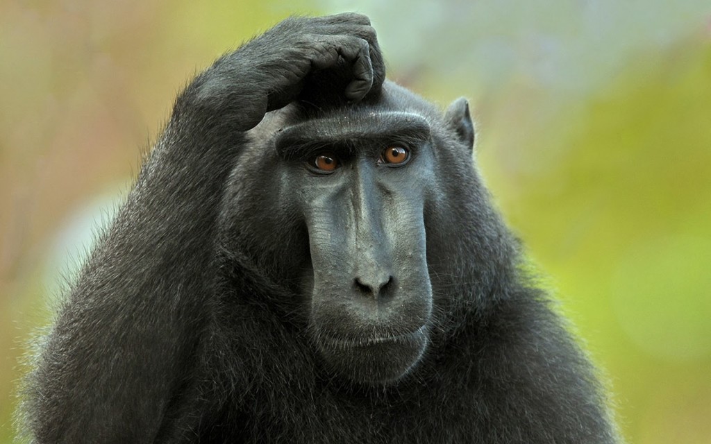 Confused-Monkey.jpg