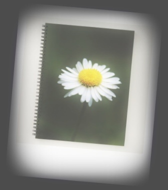daisy-001.jpg