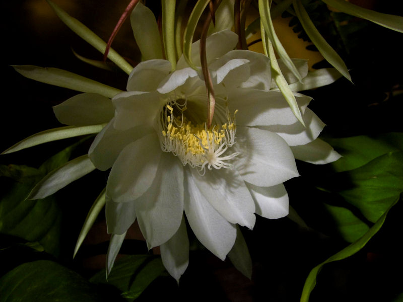 Dama-de-la-Noche.jpg