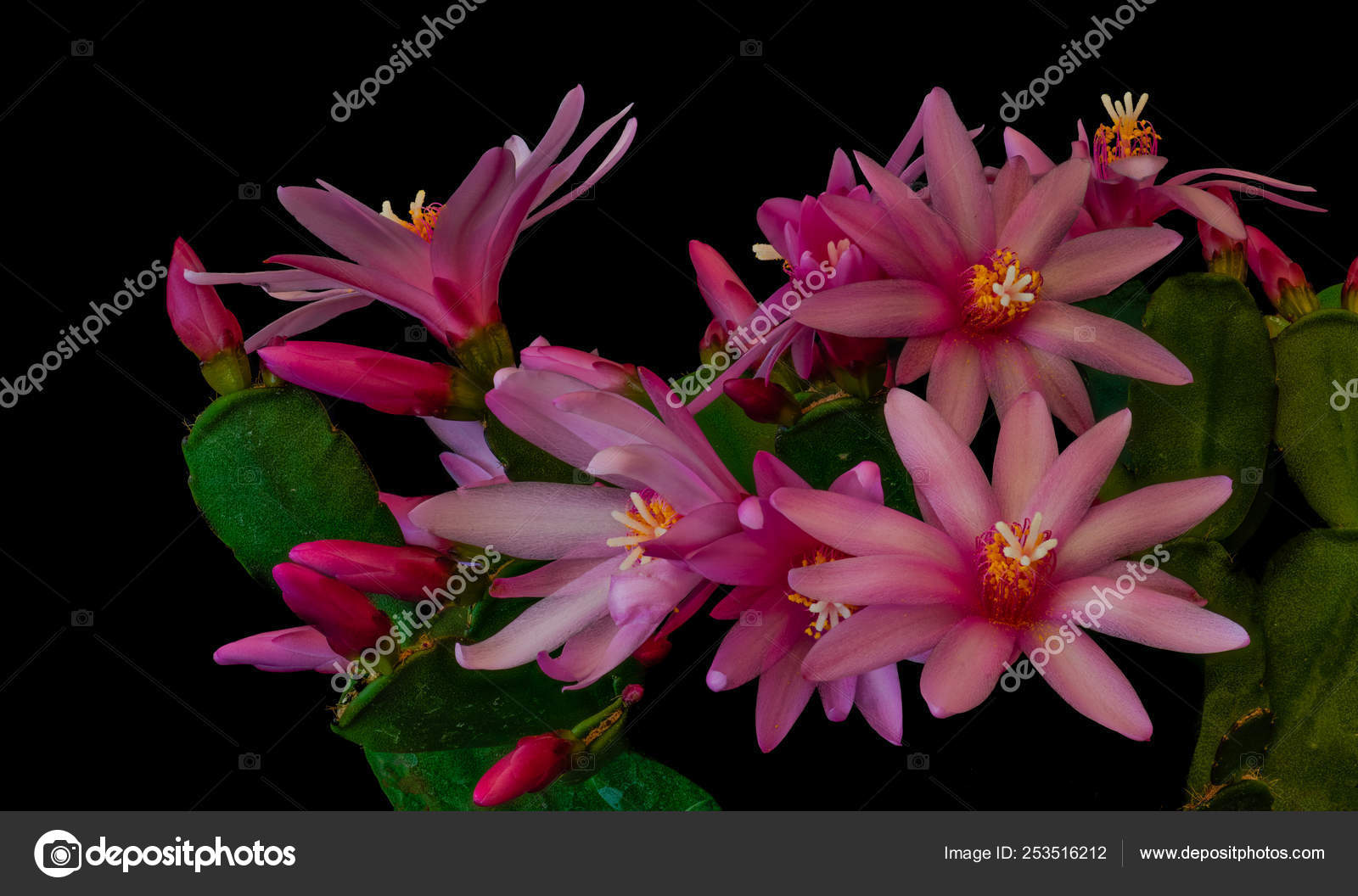 depositphotos_253516212-stock-photo-fine-art-still-life-color.jpg
