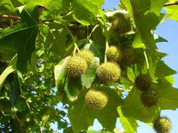 descarga p´len .jpg