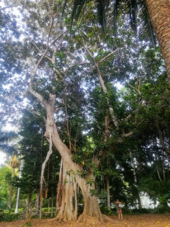 El anciano ficus.jpg