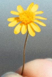 fiori.jpg