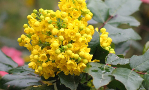 Floracion-Uvas-de-Oregon.png