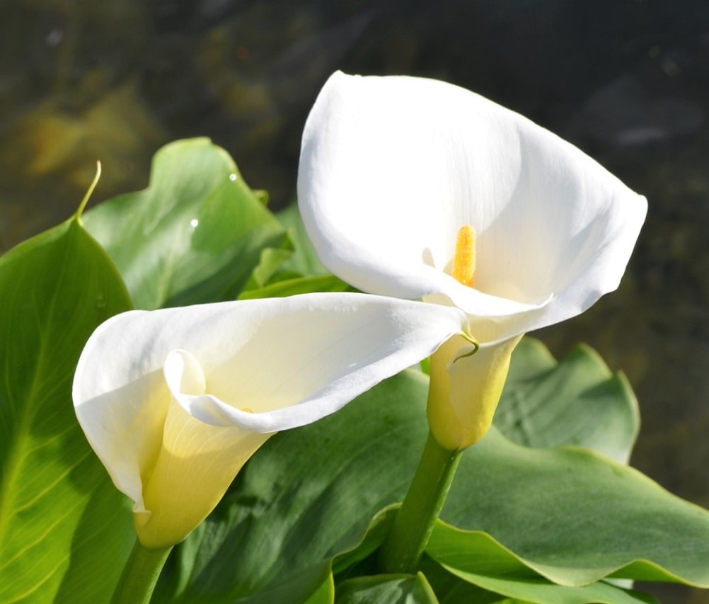 flores-blancas-e.jpg
