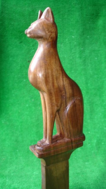 foto gato 4.JPG