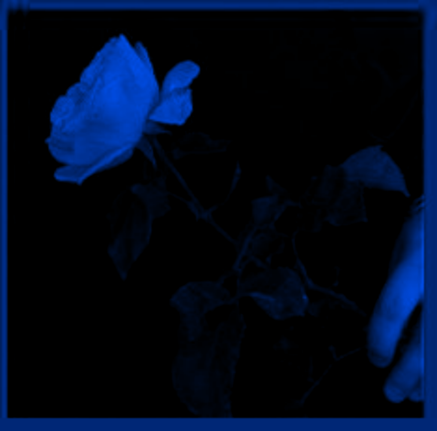 Gothic Rose rosa azul en fondo negro.png