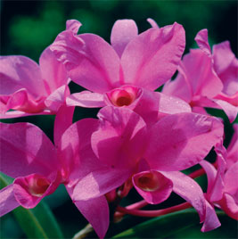 Guaria Morada.jpg
