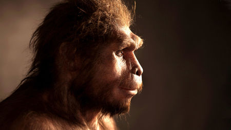 Heidelbergensis.png