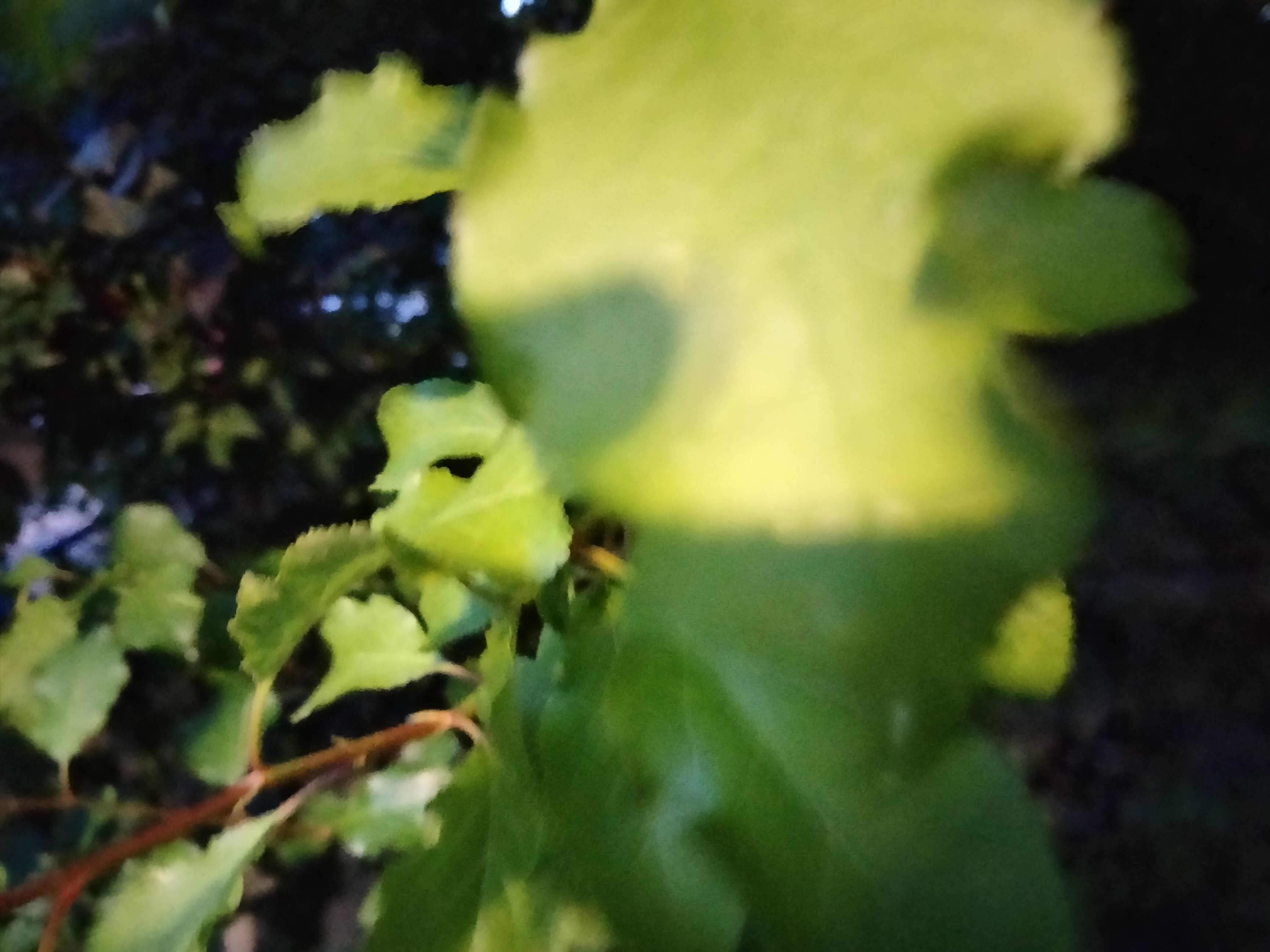 IMG20220425211956.jpg