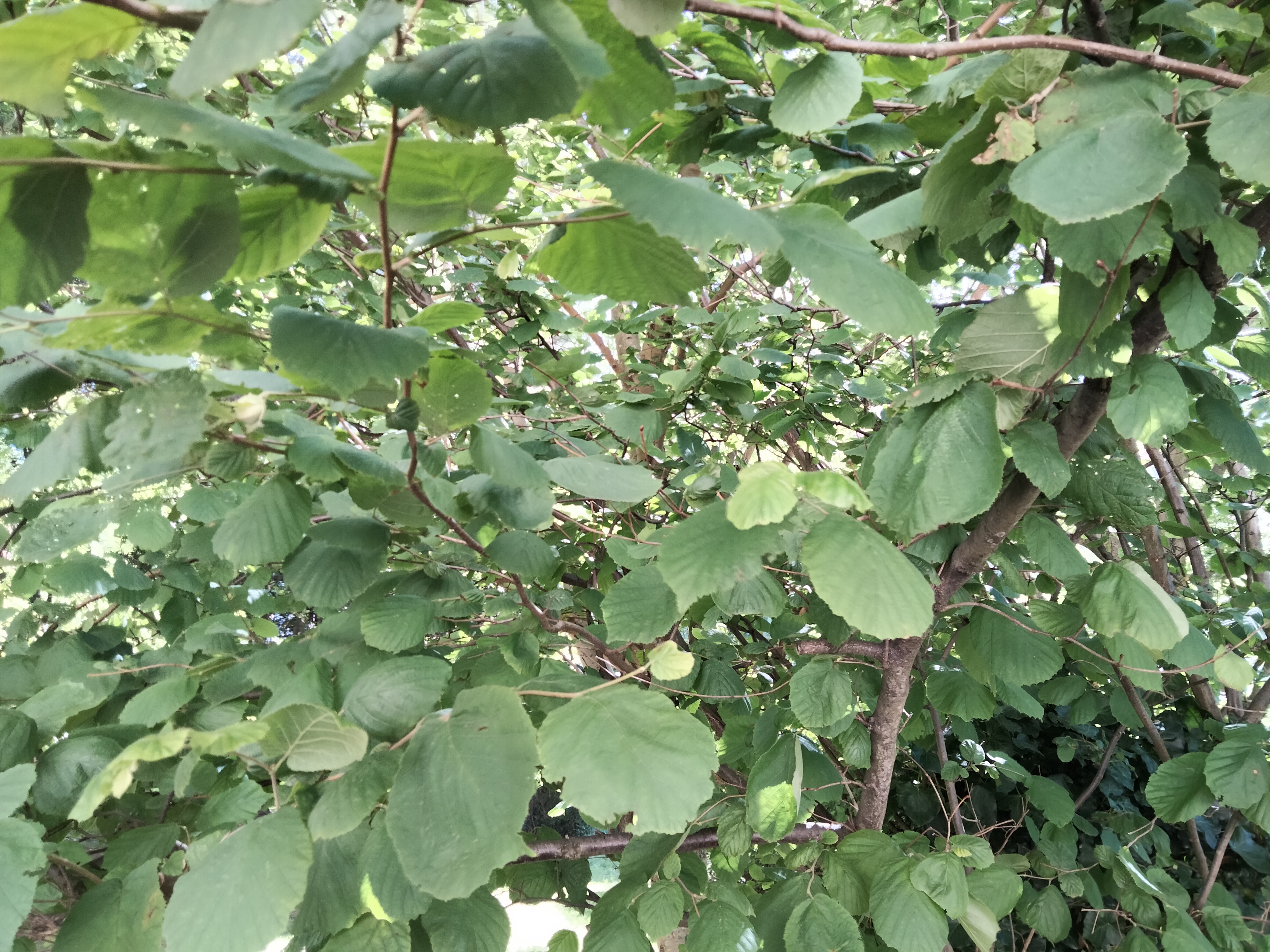 IMG20220710174503.jpg
