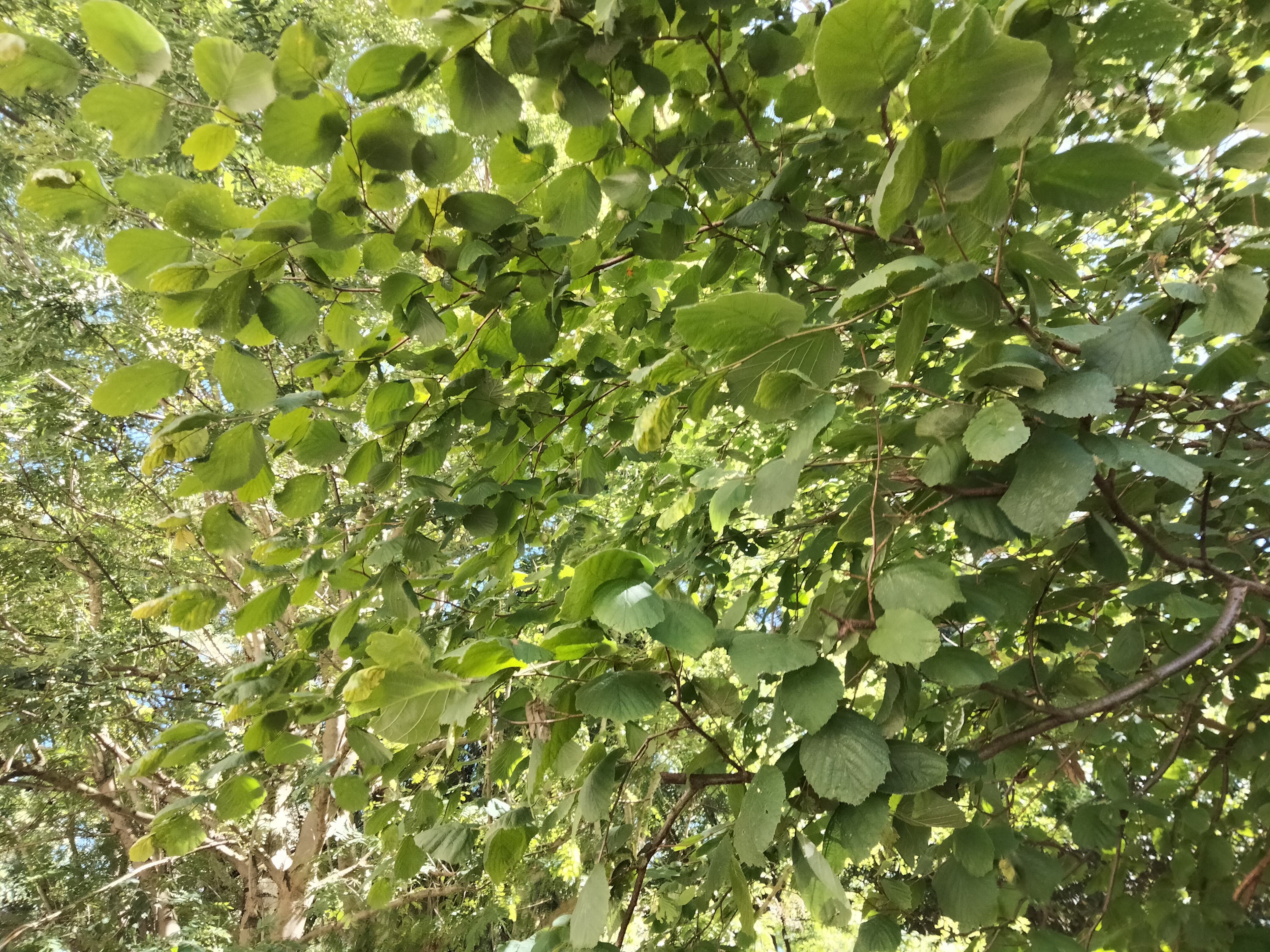 IMG20220710174507.jpg