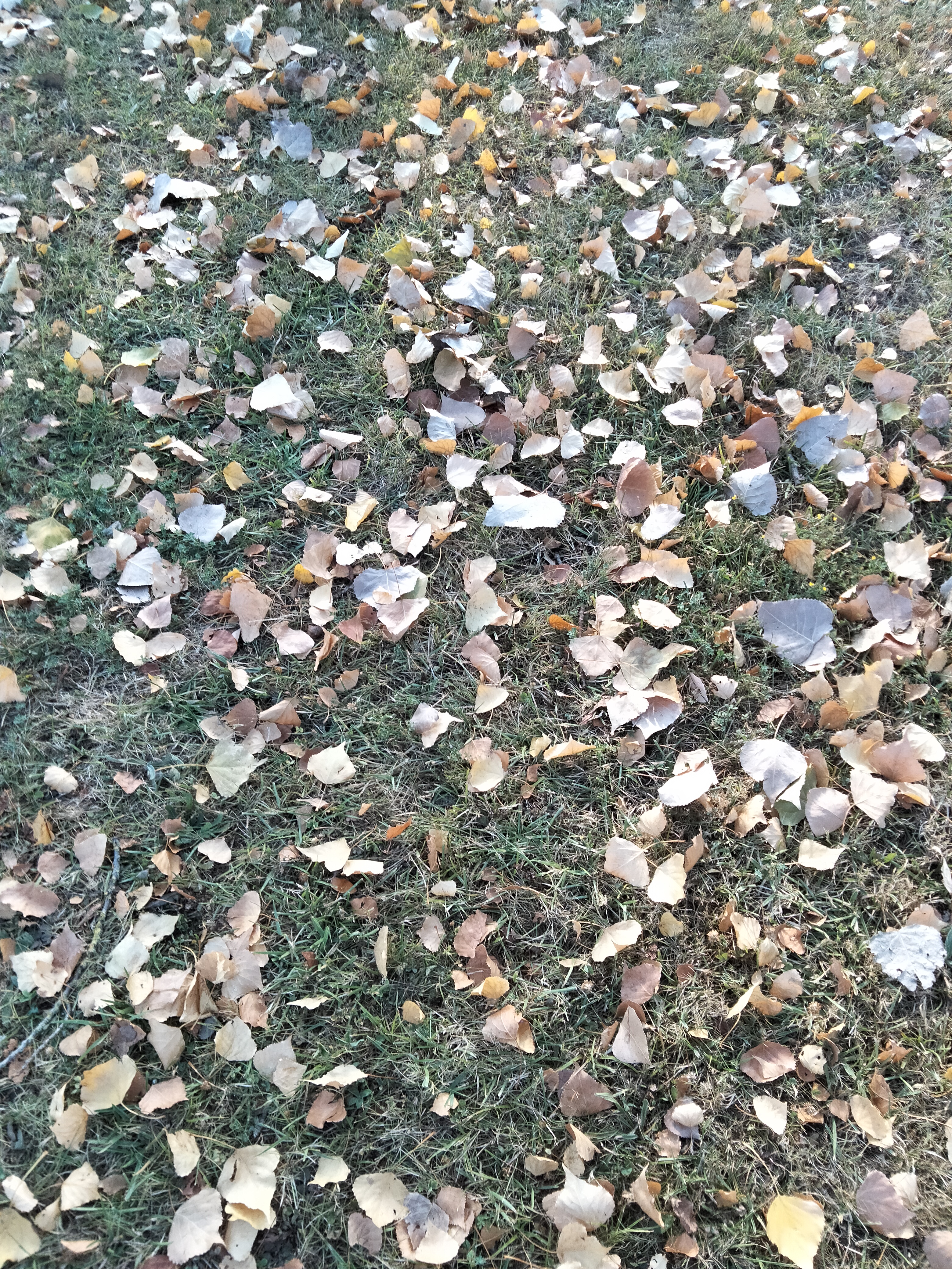 IMG20220728092724.jpg