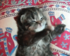 K1wjOn6HImv7y.gif