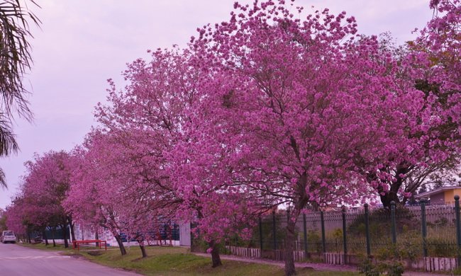 Lapachos en flor.jpg