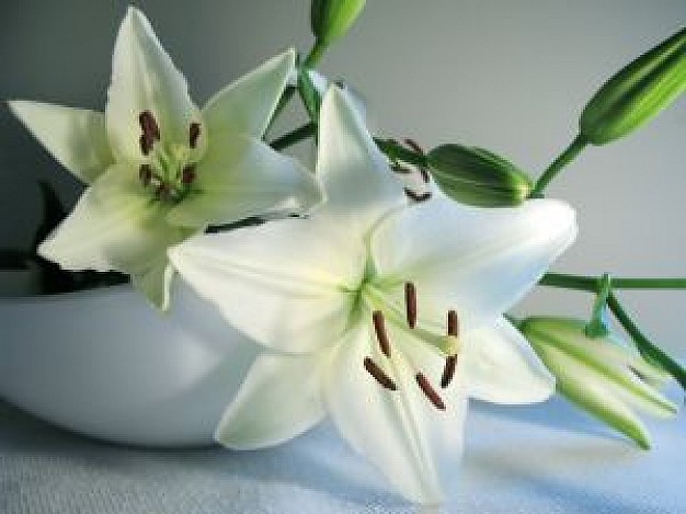 lirio-blanco_2875635.jpg