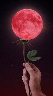 luna flor.jpg