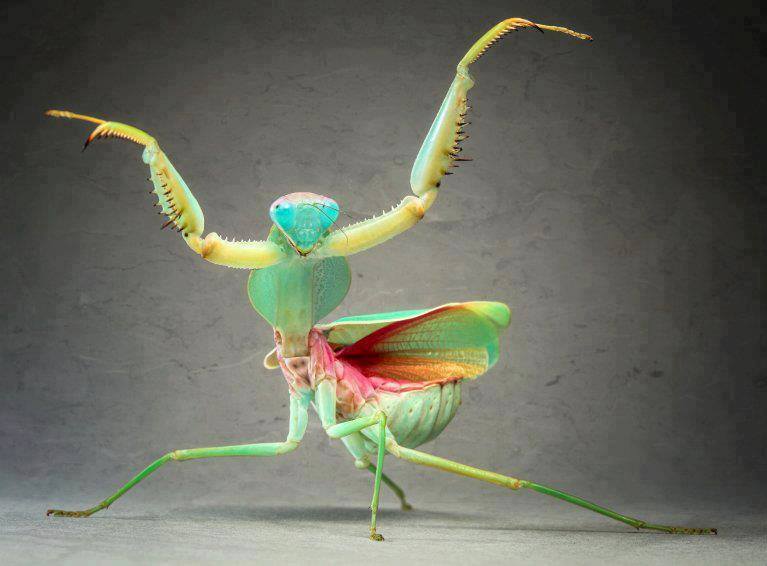 mantis marina.jpg