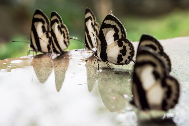 mariposas-suelo-cemento-reflejado-agua_35378-1123.jpg