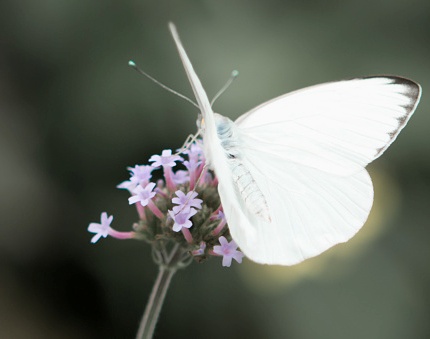 mariposita.jpg