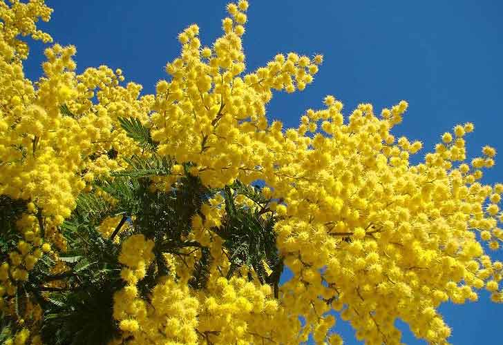 Mimosa-Plant-Structures-1.jpg