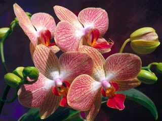 morfologia-de-las-orquideas.jpg