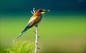 Pájaro1.jpg