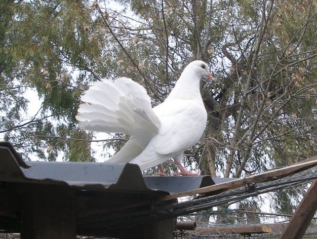 Paloma blanca.JPG