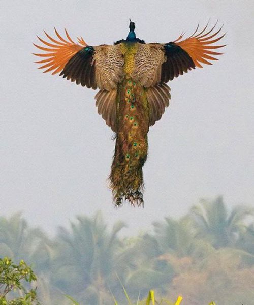 Pavo Real 1.jpg