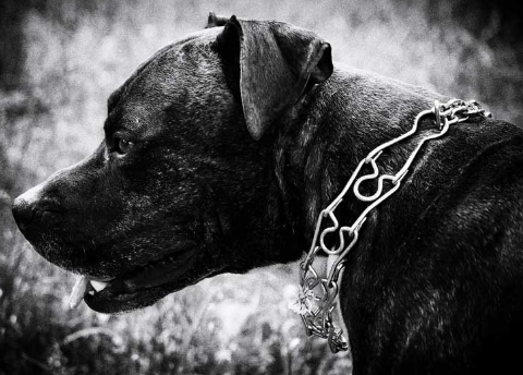 Perro-de-presa.png