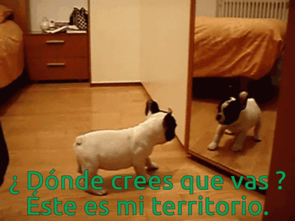 Perro-Espejo.gif