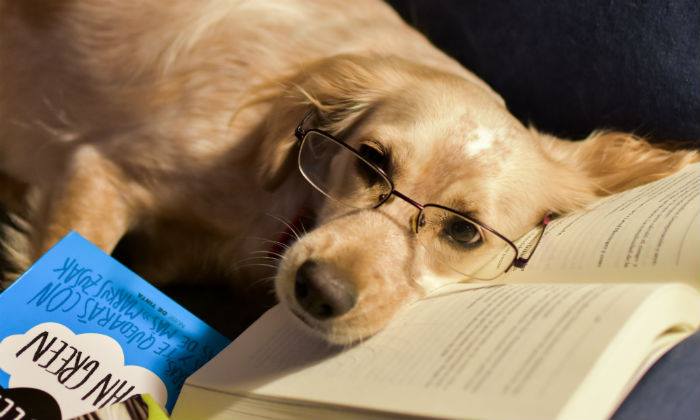 Perro lector.jpg