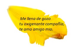pétalos-amarillos-del-tulipán-10386695 - copia.jpg